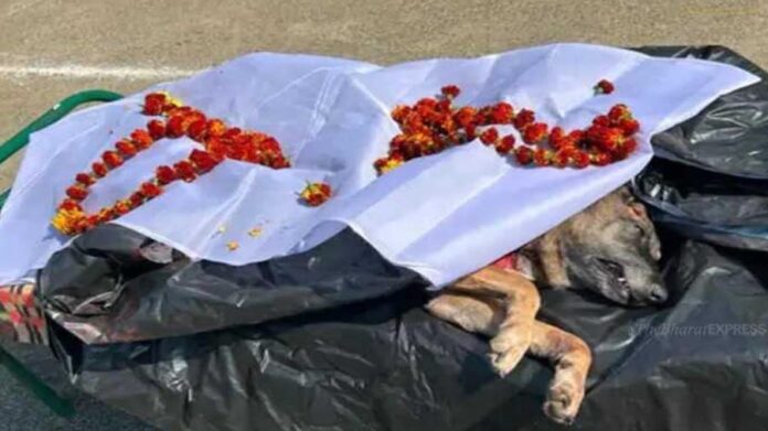 SDO rank female dog Bailey dies